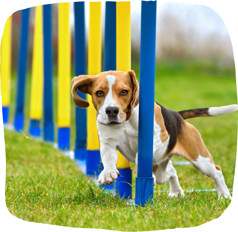 A dog during an agility training session.
